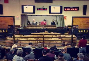 livestock auction in alberta
